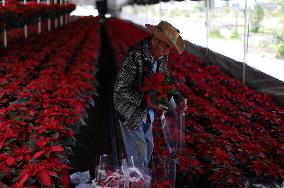 Poinsettia Harvest Season For Chrismas Celebrations