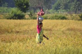 Rice Harvesting In India