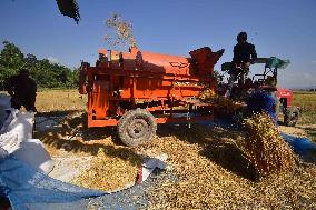 Rice Harvesting In India