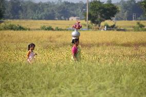 Rice Harvesting In India