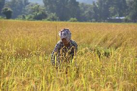 Rice Harvesting In India