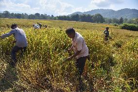 Rice Harvesting In India