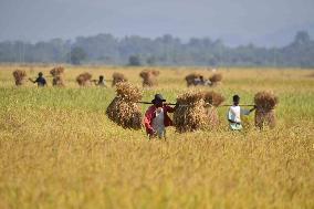 Rice Harvesting In India