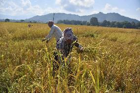 Rice Harvesting In India