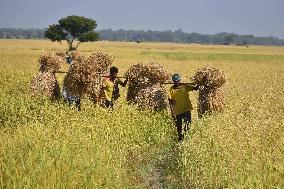 Rice Harvesting In India