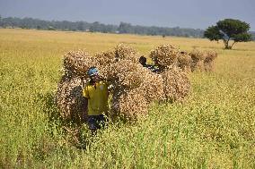 Rice Harvesting In India