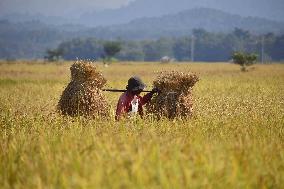 Rice Harvesting In India