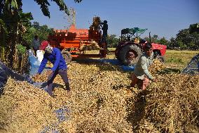 Rice Harvesting In India