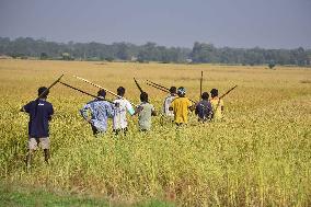 Rice Harvesting In India