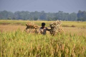 Rice Harvesting In India