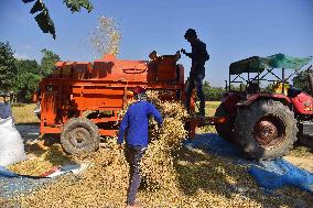 Rice Harvesting In India