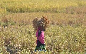 Rice Harvesting In India