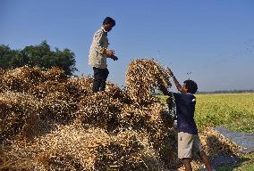 Rice Harvesting In India