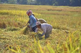 Rice Harvesting In India