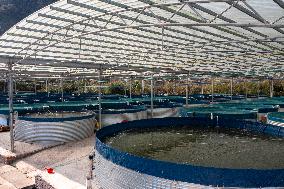 Rural Ecological Fish Farming