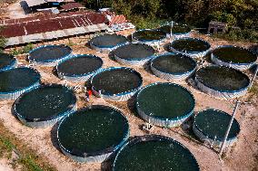 Rural Ecological Fish Farming