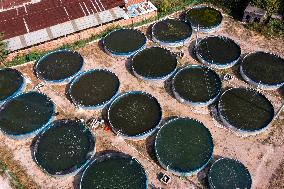 Rural Ecological Fish Farming