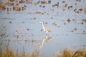 hongming Dongtan National Nature Reserve - China