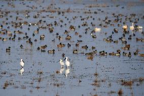 hongming Dongtan National Nature Reserve - China