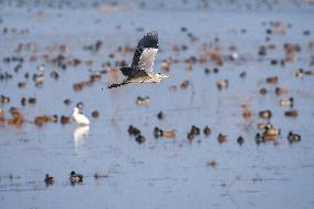 hongming Dongtan National Nature Reserve - China