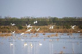 hongming Dongtan National Nature Reserve - China