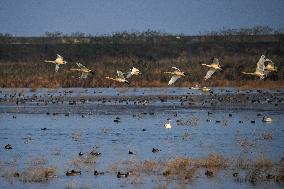 hongming Dongtan National Nature Reserve - China