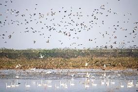 hongming Dongtan National Nature Reserve - China