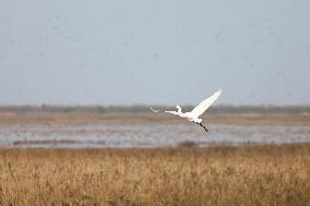 hongming Dongtan National Nature Reserve - China