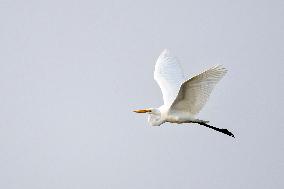 hongming Dongtan National Nature Reserve - China