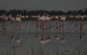 Cyprus Flamingos