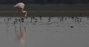 Cyprus Flamingos