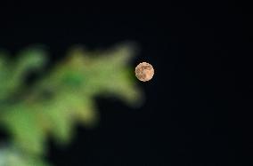 The Final Supermoon Of 2024 - Beaver Moon