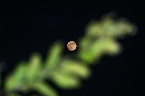 The Final Supermoon Of 2024 - Beaver Moon