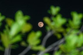 The Final Supermoon Of 2024 - Beaver Moon