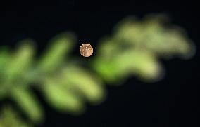 The Final Supermoon Of 2024 - Beaver Moon