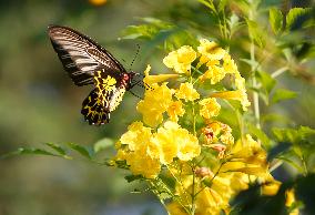 Butterfly Rests On A Flower In Nakhon Sawan/