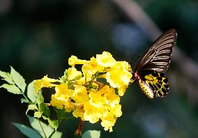 Butterfly Rests On A Flower In Nakhon Sawan/