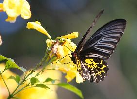 Butterfly Rests On A Flower In Nakhon Sawan/