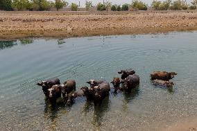 Climate Crisis In Khuzestan - Iran