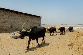 Climate Crisis In Khuzestan - Iran