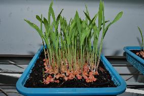 Microgreen Vegetable Cultivation In Indonesia