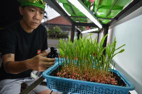 Microgreen Vegetable Cultivation In Indonesia