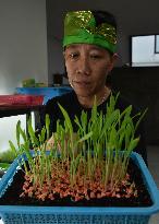 Microgreen Vegetable Cultivation In Indonesia