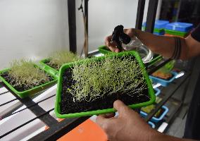 Microgreen Vegetable Cultivation In Indonesia