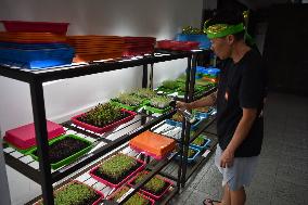 Microgreen Vegetable Cultivation In Indonesia