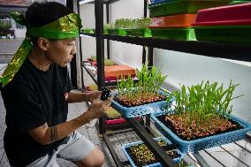 Microgreen Vegetable Cultivation In Indonesia