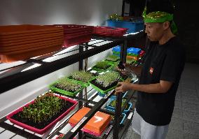 Microgreen Vegetable Cultivation In Indonesia