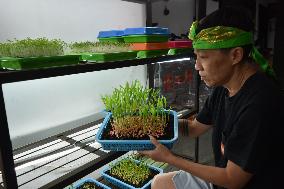 Microgreen Vegetable Cultivation In Indonesia