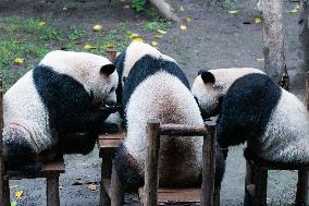 China Chongqing Zoo Giant Panda