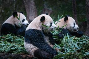 China Chongqing Zoo Giant Panda